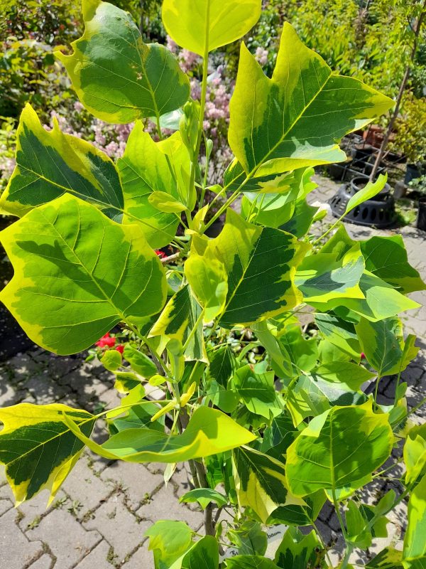 20260606_101552[1]