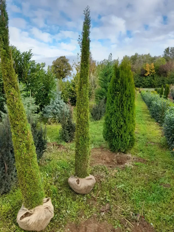 Schlanke Säulenkoniferen mit Wurzelballen im Jutetuch auf dem Feld der Baumschule Streibl in Osterhofen